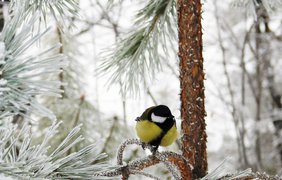 День Амвросия: что можно, а чего нельзя делать в этот день 