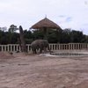 "Найсамотніший у світі" слон вже адаптується до заповіднику