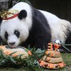 В Китае умерла "столетняя" панда-рекордсменка (видео)