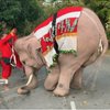 У Таїланді слони подарували школярам медичні маски