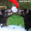 У зоопарку Австралії новонародженим влаштували різдвяні забави