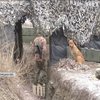 Бездомний пес допомагає бійцям ЗСУ боронити передові позиції на Донбасі