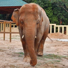 Одинокий "слон-холостяк" обрел настоящую любовь (фото)