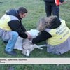 На Львівщині підлітки жорстоко побили собаку