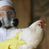 В Николаевской области обнаружили третий очаг птичьего гриппа