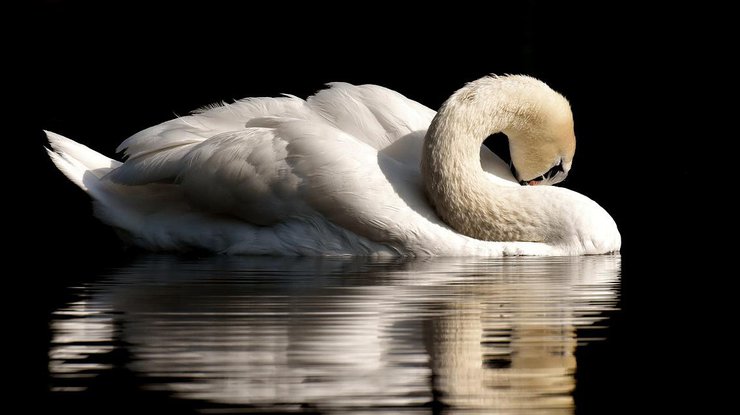 Лебедь не покидал место трагедии / Фото: Pixabay