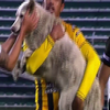У Болівії пес зупинив футбольний матч