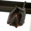 Сюрприз от летучих мышей: вирусологи шокировали заявлением 