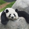 Почему панды любят конский навоз: раскрыт грязный секрет бамбуковых медведей