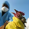 В Германии и Китае зафиксирована вспышка птичьего гриппа