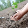 В Украине высадят 1 млн деревьев за сутки