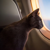 Отпуск с животными: МАУ разрешили перевозить толстых котов 