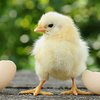 Евросоюз отменил запрет на украинскую курятину