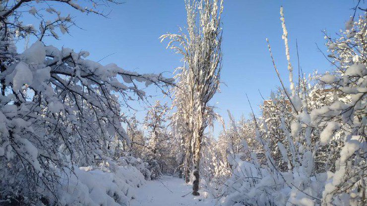 Фото: снег в Донецке / Подробности