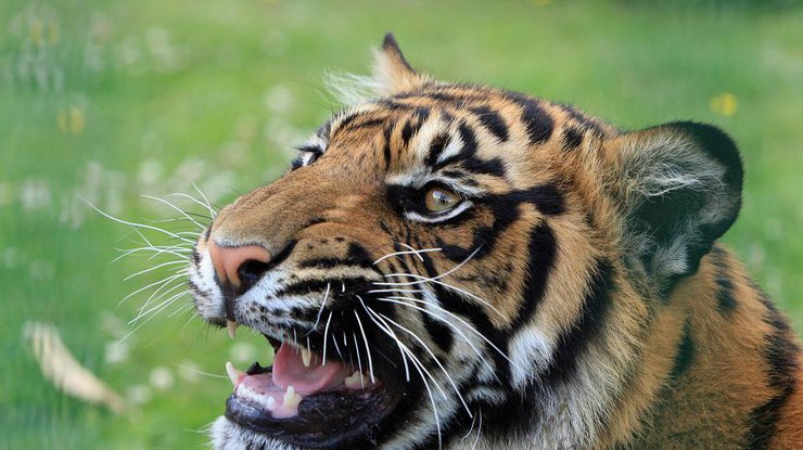 Тигр напал на туристов/ Фото: Pixabay