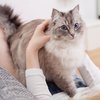 Ученые создали устройство, позволяющее понимать кошачий язык
