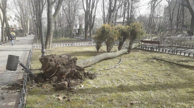 Дерево упало на женщину/ Фото: Главред 