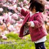 В Японии отменили фестиваль цветения сакуры из-за коронавируса