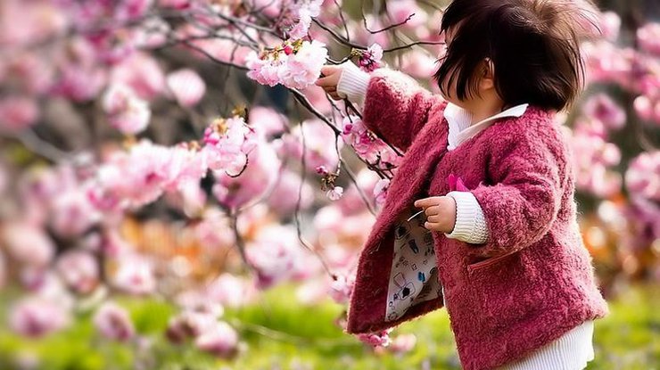 Фестиваль цветения сакуры в Японии/ Фото: travel-more.com