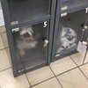 Женщина заперла собаку в камере хранения магазина 
