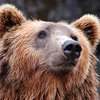 В Киевском зоопарке проснулись медведи (видео)