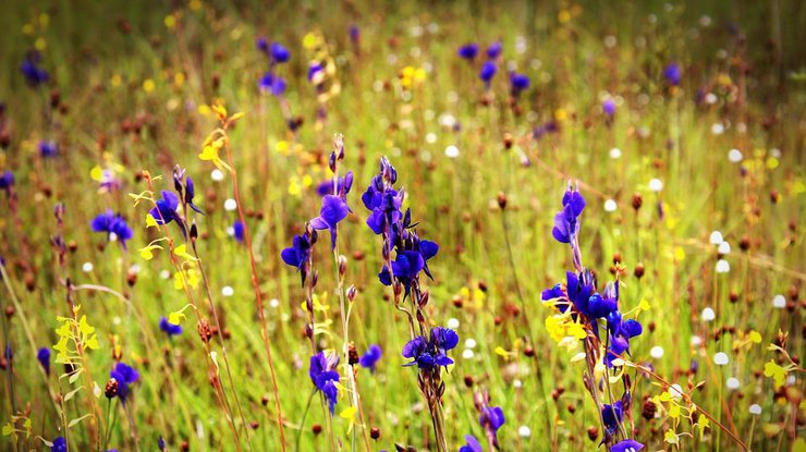 Весна/ Фото: Pixabay