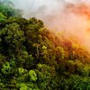 Леса Амазонки вскоре исчезнут - прогноз ученных