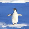 Карантин в радость: по закрытому чикагскому океанариуму разгуливают пингвины