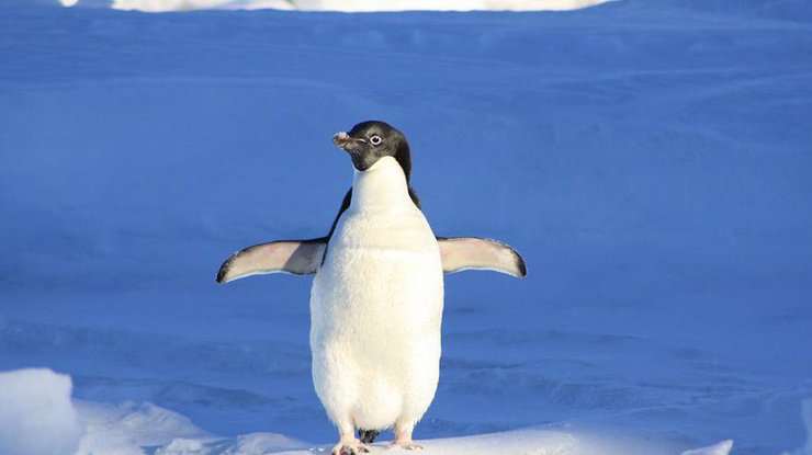 Пингвины/ Фото: deita.ru