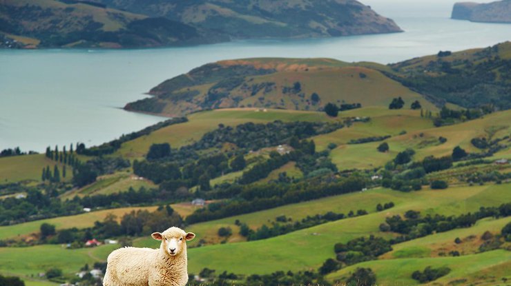 Новая Зеландия, полуостров Бэнкс/Shutterstock