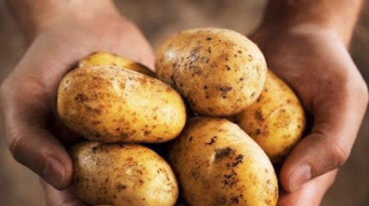 Во Львовской области будут производить биоупаковку из картофельного крохмала/ Фото: agronews.ua