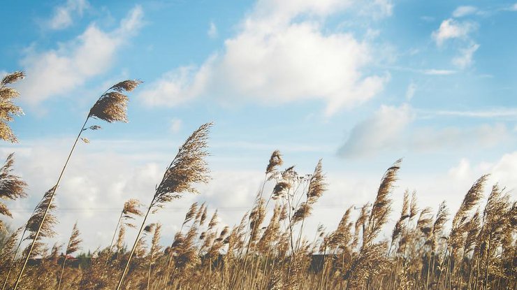 Сильный ветер/ Фото: Pixabay