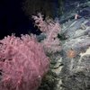 Уникальные "коралловые сады" нашли у берегов Австралии (видео)