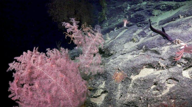 "Коралловые сады"/ Фото: schmidtocean.org 