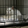Ліванські волонтери у розпал карантину взялись рятувати безпритульних тварин