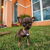 Помещалась в чайную ложку: названа самая маленькая собака в мире