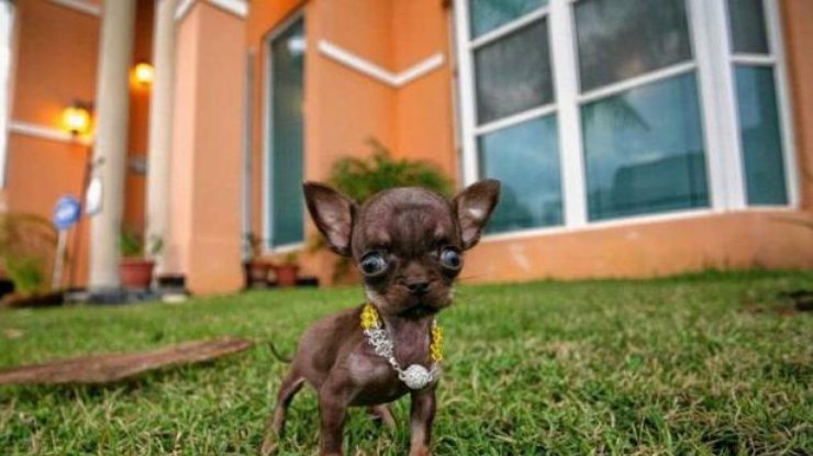 Названа самая маленькая собака в мире/ Фото: astro.clutch.ua