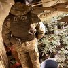 В Киевской области нашли плантацию марихуаны