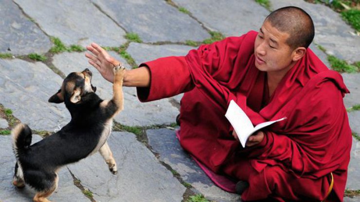 В Китае запретили употреблять собак в пищу/ Фото: lifeglobe.net