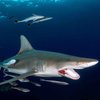 Спасение гипнозом: дайвер освободил акулу от крючка 