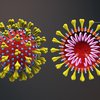 Надежная "броня": как коронавирус противостоит иммунитету 