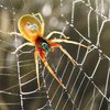 Пауки думают с помощью паутины: ученые поразили новым открытием