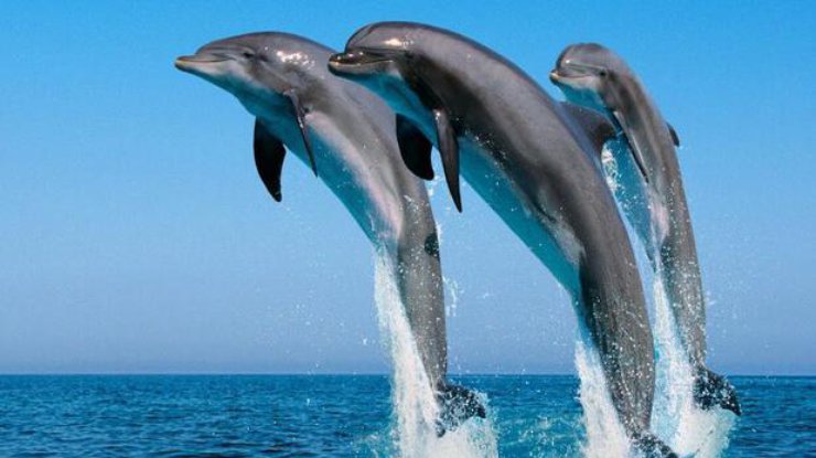 В одесском порту появились дельфины/ Фото: od.vgorode.ua