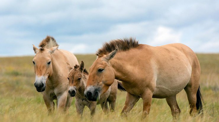 Фото: лошади Пржевальского/ National Geographic 