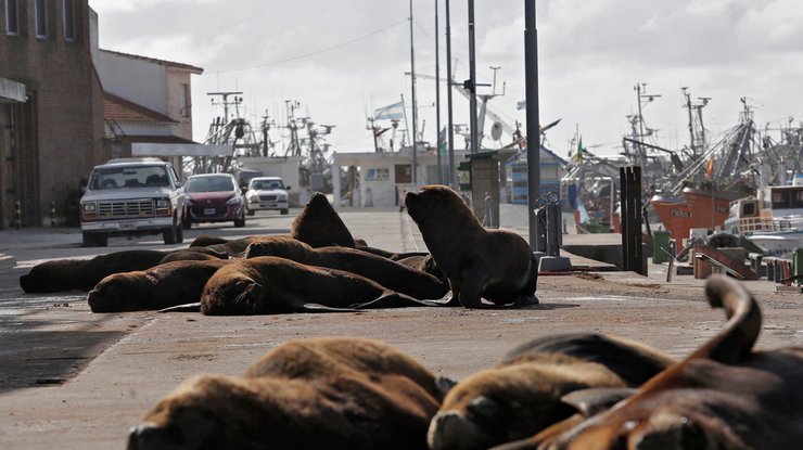 В Аргентине на пустые улицы вышли морские львы/ Фото: lanacion.com.ar