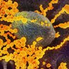 Лечение коронавируса: антитела не дают стойкого противовирусного иммунитета 