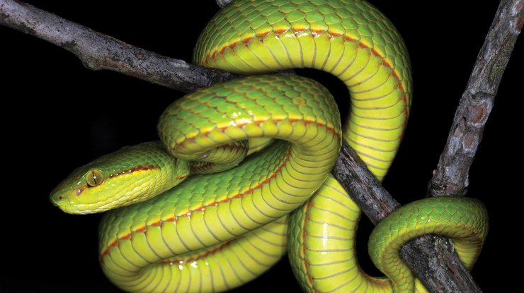 В Индии новый вид змей назвали в честь волшебника из "Гарри Поттера"/ Фото: zse.pensoft.net