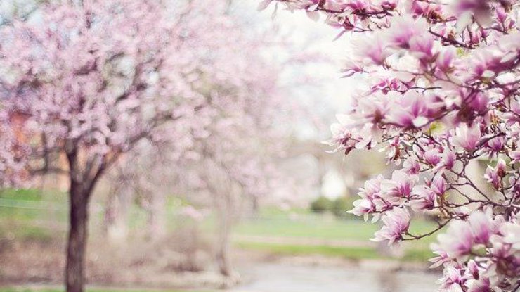 Весна / Фото: Pixabay