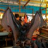 Жуткая картина: в Индонезии нашли секретный рынок с летучими мышами и крысами