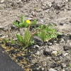 На Черкащині знайшли родючий асфальт: проростають навіть квіти